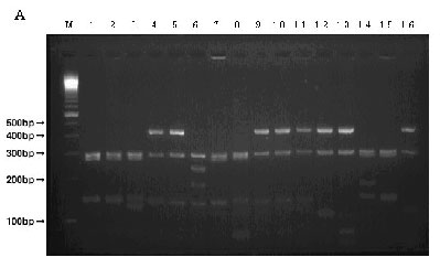 Picture:Electrophoretic image of a piece of tuna DNA using the AluI enzyme