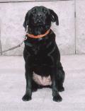 Dog's name:Babiana