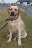 Dog's name:Bobby