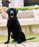 Dog's name:Daffy