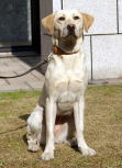 Dog's name:Ellen