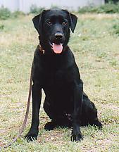 Dog's name:Elle