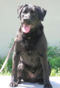 Dog's name:Gonta