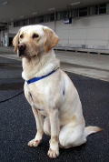 Dog's name:Mithras