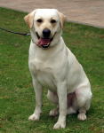 Dog's name:Seek