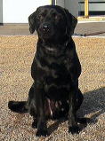 Dog's name:Yakuto