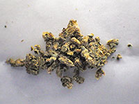 大麻の拡大写真 大麻の拡大写真