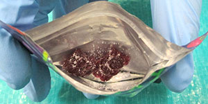 �܂��J�����l�q