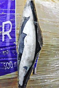 �Y�����̗􂯖ڂ��猩���閃��ł���R�J�C��