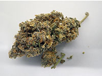 麻薬である大麻 麻薬である大麻
