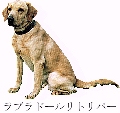 �ʐ^�F���u���h�[���E���g���o�[
