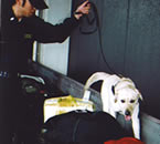 写真1:麻薬探知犬の活動