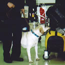 写真2:麻薬探知犬の活動