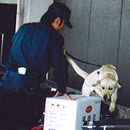 写真3:麻薬探知犬の活動