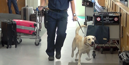 新規に配備された麻薬探知犬の訓練の様子