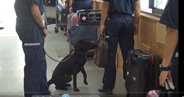 新規に配備された麻薬探知犬の訓練の様子