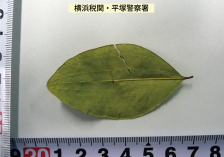 コカ葉1枚の画像