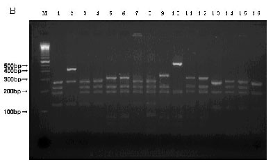 Picture:Electrophoretic image of a piece of tuna DNA using the MseI enzyme