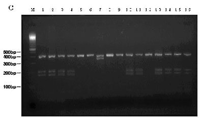 Picture:Electrophoretic image of a piece of tuna DNA using the TspEI enzyme