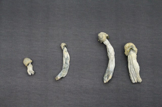 ������ܗL���邫�̂��ށi���̂P�j