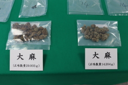 摘発された大麻