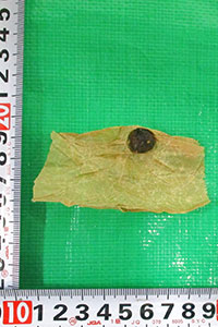 ������ܗL��������l�Ō`��