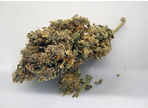 麻薬である大麻 麻薬である大麻