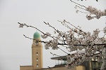 桜とクイーンの塔