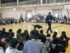 大野小学校にて麻薬探知犬デモをおこなっているところ−その２(2019年1月)