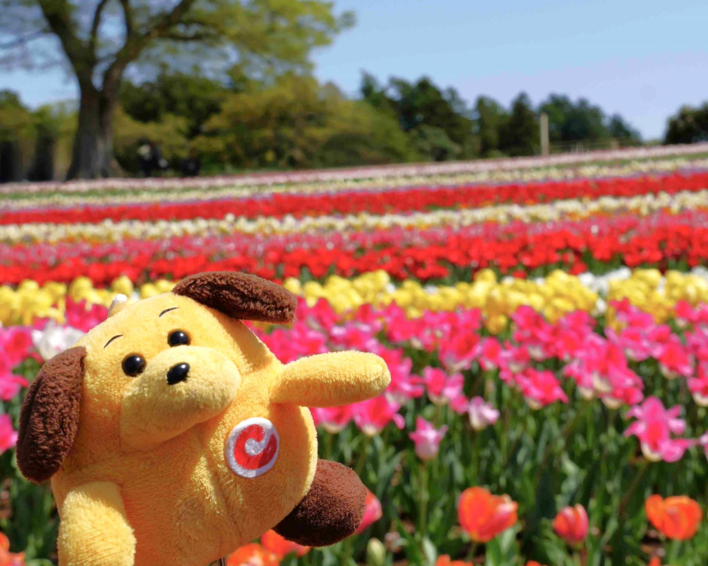 �J���t���`���[���b�v�J�X�^��