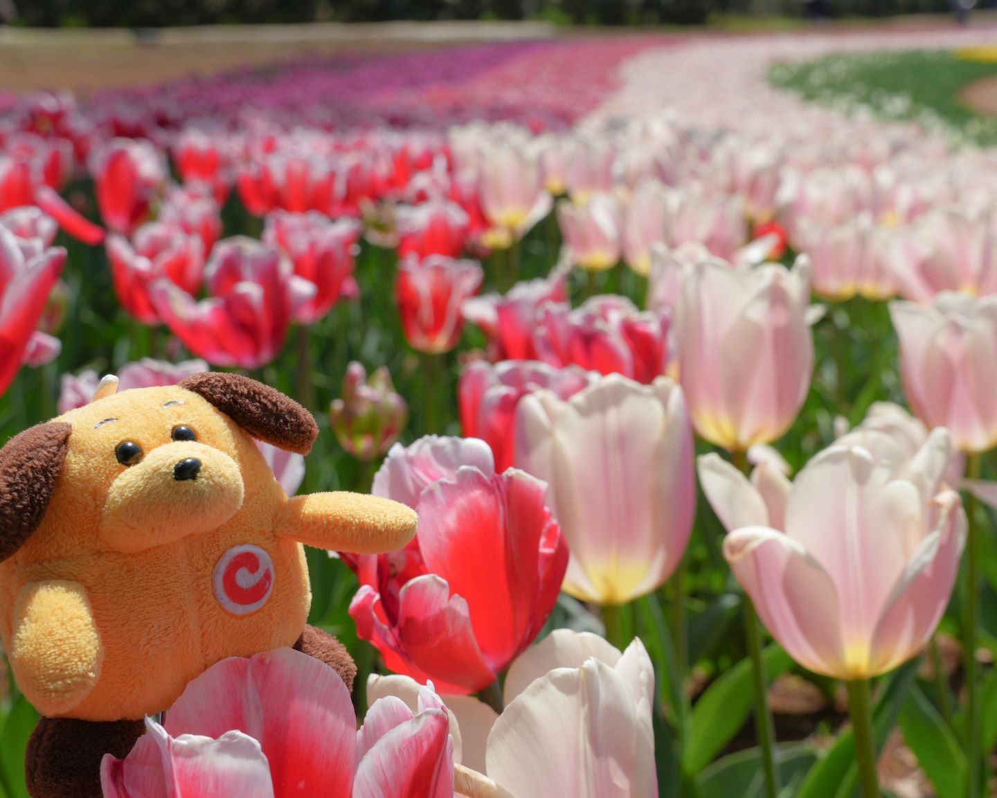 �I�����W�`���[���b�v�J�X�^��