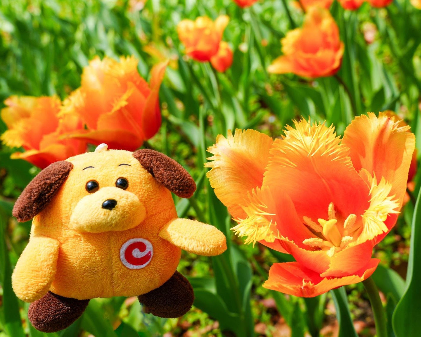 �I�����W�ƃJ�X�^��