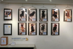 横浜税関資料展示室（映写室）にて麻薬探知犬人気投票を実施(2018年4月)