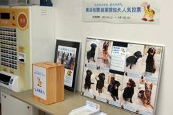 横浜税関食堂でも麻薬探知犬人気投票を実施(2018年4月)