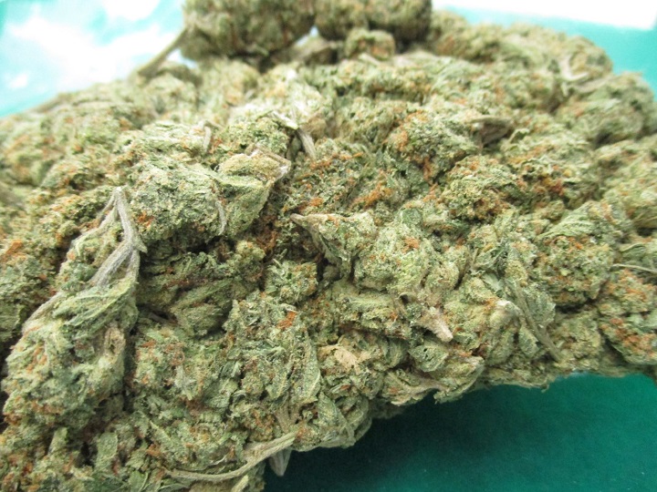 大麻草の接写写真