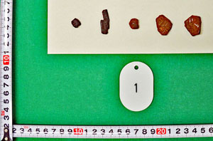 摘発した大麻 摘発した大麻