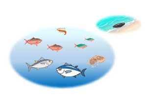 海中のさかな達 海中のさかな達