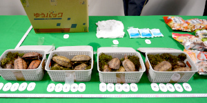 プラスチックケースに入ったたくさんのカメ プラスチックケースに入ったたくさんのカメ