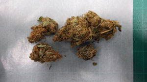 取り出した状態の大麻 取り出した状態の大麻