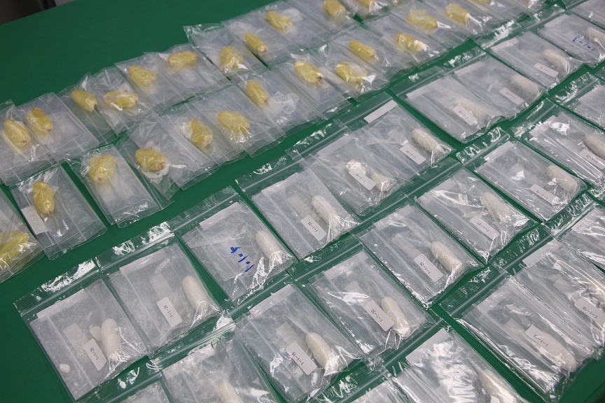 cocaine.jpg