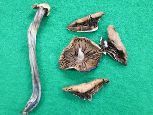 マジックマッシュルーム